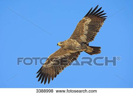 Steppe Eagle (Aquila nipalensis) flying against blue sky View Large Photo Image Stock Photo - Steppe Eagle (Aquila nipalensis) flying against blue sky . Fotosearch