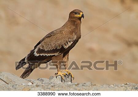 Stock Image - Steppe Eagle (Aquila nipalensis) sitting on a stone . Fotosearch