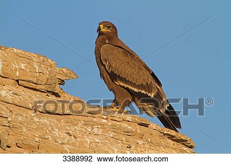 Steppe Eagle (Aquila nipalensis) sitting on a rock, side view View Large Photo Image Stock Image - Steppe Eagle (Aquila nipalensis) sitting on a rock, side view . Fotosearch