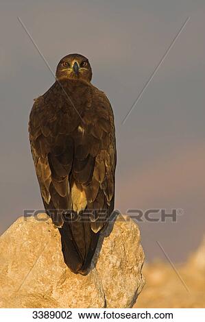 Steppe Eagle (Aquila nipalensis) sitting on a stone View Large Photo Image Stock Image - Steppe Eagle (Aquila nipalensis) sitting on a stone . Fotosearch