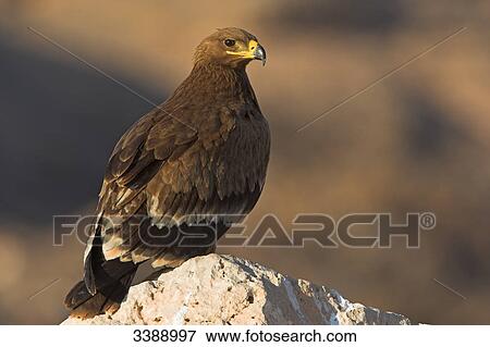 Steppe Eagle (Aquila nipalensis) sitting on a stone View Large Photo Image Stock Photo - Steppe Eagle (Aquila nipalensis) sitting on a stone . Fotosearch