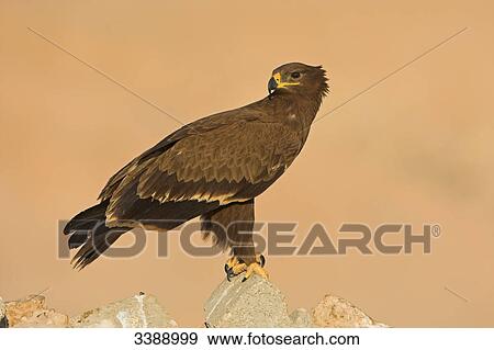 Steppe Eagle (Aquila nipalensis) sitting on a stone View Large Photo Image Stock Photo - Steppe Eagle (Aquila nipalensis) sitting on a stone . Fotosearch