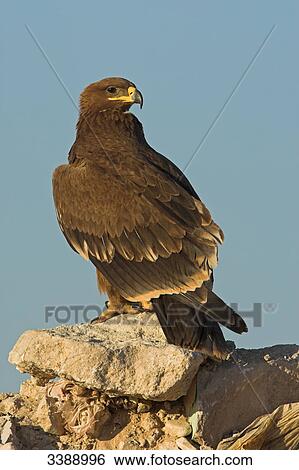 Steppe Eagle (Aquila nipalensis) sitting on a stone View Large Photo Image Stock Photograph - Steppe Eagle (Aquila nipalensis) sitting on a stone . Fotosearch