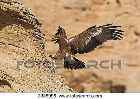 Steppe Eagle (Aquila nipalensis) landing on a rock View Large Photo Image Stock Photography - Steppe Eagle (Aquila nipalensis) landing on a rock . Fotosearch