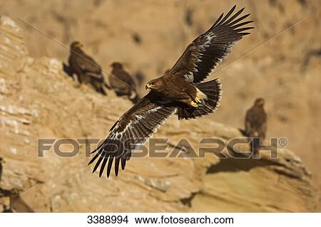 Steppe Eagles (Aquila nipalensis) flying by a rock View Large Photo Image Picture - Steppe Eagles (Aquila nipalensis) flying by a rock . Fotosearch