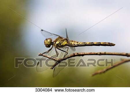 Picture - Sympetrum vulgatum, Geesthacht, Schleswig-Holstein, Germany . Fotosearch