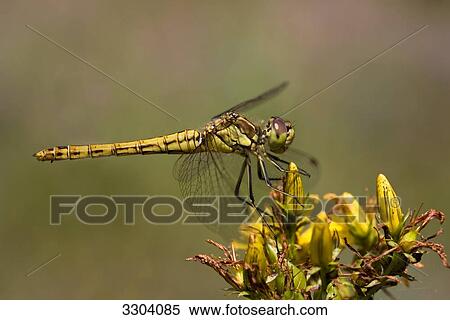 Stock Photography - Sympetrum vulgatum, Geesthacht, Schleswig-Holstein, Germany . Fotosearch