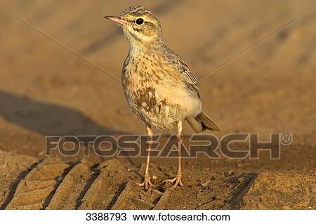 Stock Image - Tawny Pipit (Anthus campestris), close-up . Fotosearch