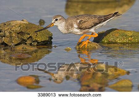 Stock Image - Terek Sandpiper (Xenus cinereus) standing on a stone, side view . Fotosearch