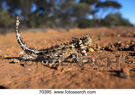 Stock Photography - Thorny Devil (Moloch horridus) in desert, Australia . Fotosearch