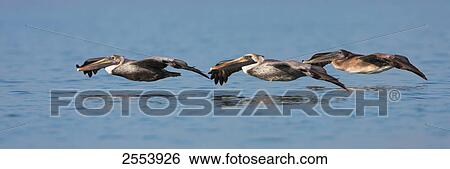 Three Brown Pelican (Pelecanus occidentalis) flying over water View Large Photo Image Stock Photograph - Three Brown Pelican (Pelecanus occidentalis) flying over water . Fotosearch