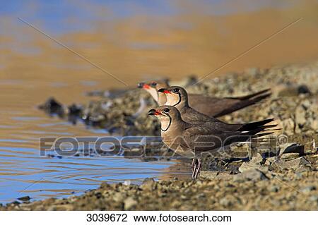 Stock Image - Three Collared Pratincoles (Glareola pratincola) standing at waters edge, side view . Fotosearch