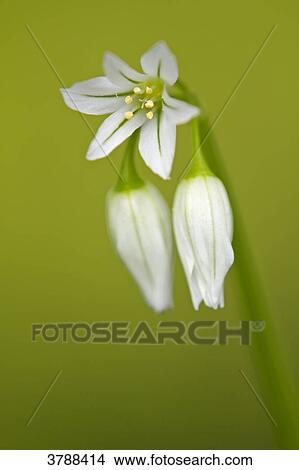 Picture - Three-cornered Garlic (Allium triquetrum), close-up . Fotosearch