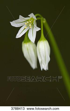 Stock Image - Three-cornered Garlic (Allium triquetrum), close-up . Fotosearch