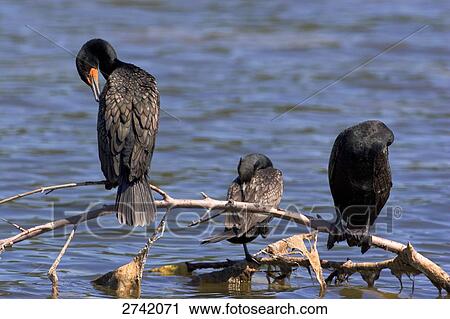 Three Double-crested Cormorant (Phalacrocorax auritus) birds perching on branch, Everglades National Park, Florida, USA View Large Photo Image Stock Image - Three Double-crested Cormorant (Phalacrocorax auritus) birds perching on branch, Everglades National Park, Florida, USA . Fotosearch