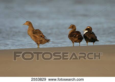 Stock Photo - Three Eider (Somateria mollissima) ducks on beach . Fotosearch