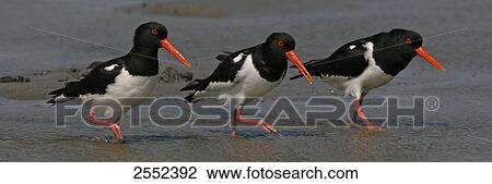 Stock Image - Three Oystercatcher birds walking in water . Fotosearch