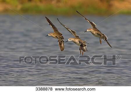 Three Ruffs (Philomachus pugnax) landing on the water, side view View Large Photo Image Stock Photo - Three Ruffs (Philomachus pugnax) landing on the water, side view . Fotosearch