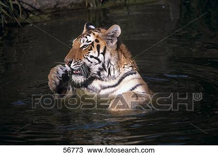 Tiger (Panthera tigris) in water View Large Photo Image Stock Image - Tiger (Panthera tigris) in water . Fotosearch