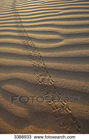 Tracks in the sand, elevated view View Large Photo Image Stock Image - Tracks in the sand, elevated view . Fotosearch
