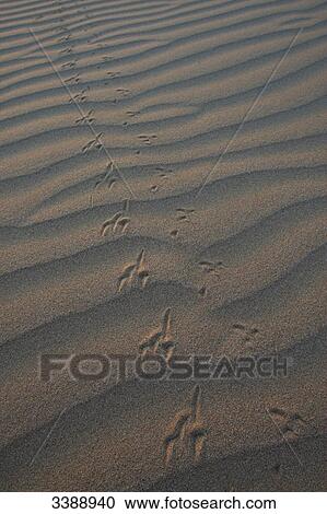 Stock Image - Tracks in the sand, elevated view . Fotosearch