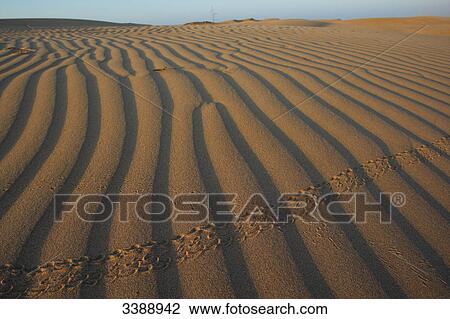 Tracks in the sand, elevated view View Large Photo Image Stock Image - Tracks in the sand, elevated view . Fotosearch