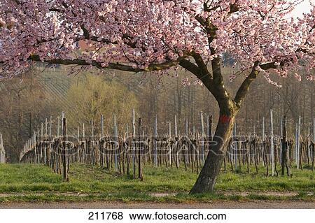 Stock Photo - Tree in bloom with a vineyard in the background . Fotosearch