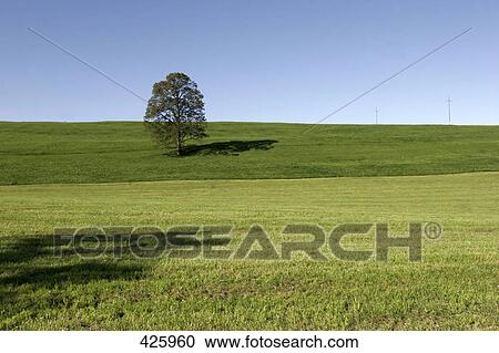 Tree in field, Baden-Wuerttemberg, Germany View Large Photo Image Stock Image - Tree in field, Baden-Wuerttemberg, Germany . Fotosearch