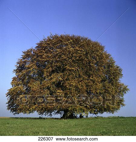 Stock Photo - Tree in field, Germany . Fotosearch