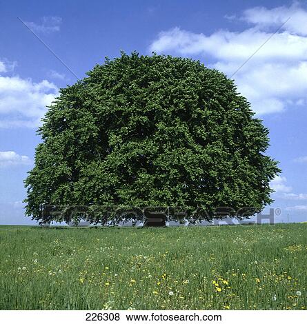 Stock Photo - Tree in field, Germany . Fotosearch