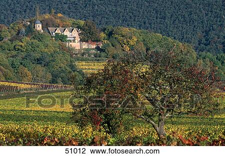 Tree in vineyard with castle in background, Kropsburg Castle, German Wine Route, Germany View Large Photo Image Stock Image - Tree in vineyard with castle in background, Kropsburg Castle, German Wine Route, Germany . Fotosearch