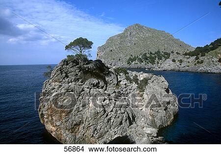 Picture - Tree on a rock in the sea . Fotosearch