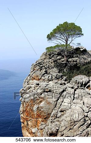 Tree on cliff overlooking sea, Sa Calobra, Majorca, Spain View Large Photo Image Stock Photograph - Tree on cliff overlooking sea, Sa Calobra, Majorca, Spain . Fotosearch