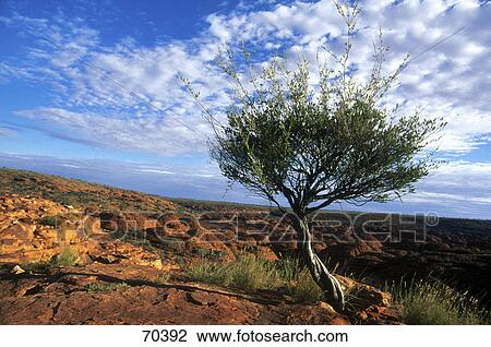 Tree on landscape, Kings Canyon, George Gill Range, Watarrka National Park, Northern Territory, Australia View Large Photo Image Stock Image - Tree on landscape, Kings Canyon, George Gill Range, Watarrka National Park, Northern Territory, Australia . Fotosearch