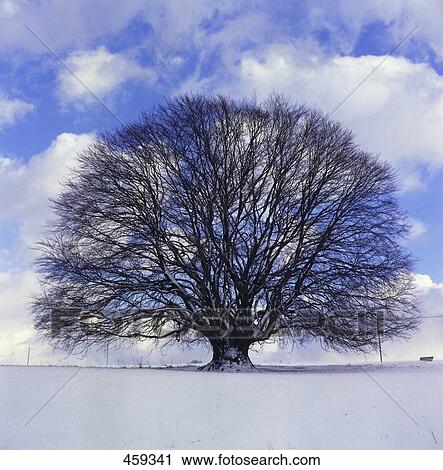 Tree on polar landscape View Large Photo Image Stock Image - Tree on polar landscape . Fotosearch