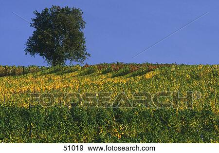 Tree on rural landscape View Large Photo Image Stock Photo - Tree on rural landscape . Fotosearch
