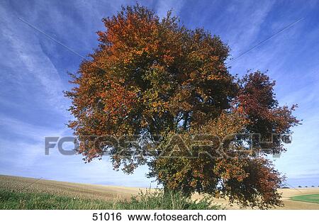 Stock Photograph - Tree on rural landscape . Fotosearch