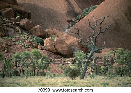 Trees and rock formations on landscape, Uluru, Northern Territory, Australia View Large Photo Image Stock Image - Trees and rock formations on landscape, Uluru, Northern Territory, Australia . Fotosearch