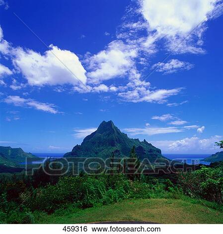 Trees in forest, Mt Rotui, Opunohua Bay, Moorea Island, Society Islands, French Polynesia View Large Photo Image Stock Photograph - Trees in forest, Mt Rotui, Opunohua Bay, Moorea Island, Society Islands, French Polynesia . Fotosearch