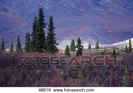 Trees on landscape, Mt Talkeetna, Wrangell, St. Elias, Glenn Highway, Alaska, USA View Large Photo Image Stock Photo - Trees on landscape, Mt Talkeetna, Wrangell, St. Elias, Glenn Highway, Alaska, USA . Fotosearch