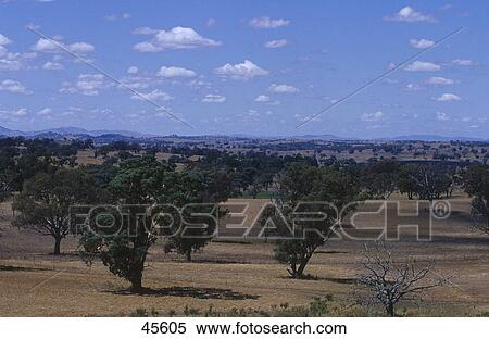 Stock Photography - Trees on landscape, New South Wales, Australia . Fotosearch