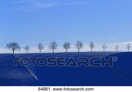 Trees on snowy landscape, Black Forest, Germany View Large Photo Image Stock Image - Trees on snowy landscape, Black Forest, Germany . Fotosearch