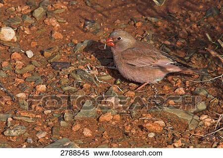 Stock Photography - Trumpeter Finch (Rhodopechys githaginea) in field . Fotosearch