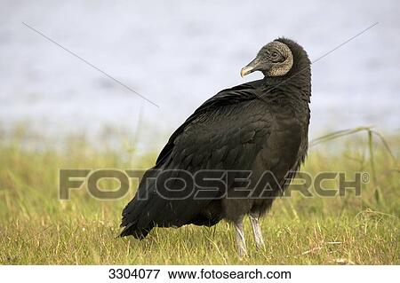 turkey vulture, Cathartes aura, Everglades National Park, Florida, USA View Large Photo Image Stock Photo - turkey vulture, Cathartes aura, Everglades National Park, Florida, USA . Fotosearch
