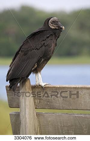 turkey vulture, Cathartes aura, Everglades National Park, Florida, USA View Large Photo Image Stock Photograph - turkey vulture, Cathartes aura, Everglades National Park, Florida, USA . Fotosearch