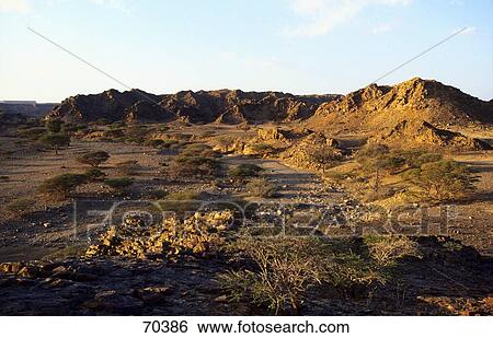 Tussock grasses growing in field, Al-Hajar, Oman, United Arab Emirates View Large Photo Image Stock Photograph - Tussock grasses growing in field, Al-Hajar, Oman, United Arab Emirates . Fotosearch