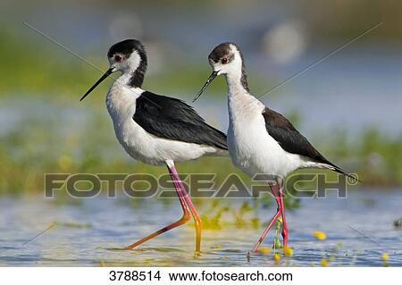 Picture - Two Black-winged Stilts (Himantopus himantopus) wading in water . Fotosearch