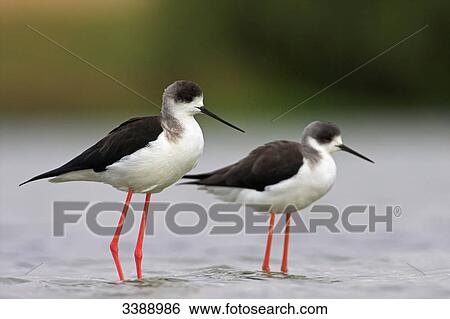 Two Black-winged Stilts (Himantopus himantopus) standing in the water, side view View Large Photo Image Stock Photograph - Two Black-winged Stilts (Himantopus himantopus) standing in the water, side view . Fotosearch