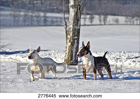 Two Bull Terrier dogs standing in snow View Large Photo Image Stock Photography - Two Bull Terrier dogs standing in snow . Fotosearch