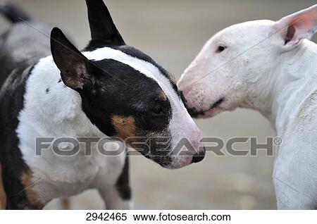 two bull terriers, side view View Large Photo Image Stock Photography - two bull terriers, side view . Fotosearch